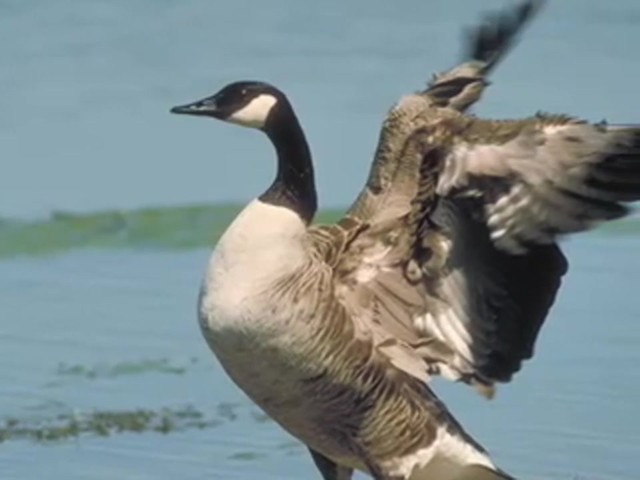 Buck Gardner&reg; Performance Series Snow Hammer Goose Call  - image 8 from the video