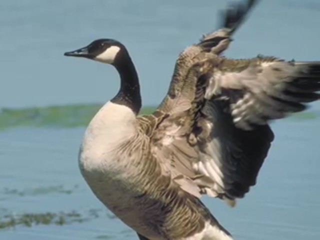 Buck Gardner&reg; Performance Series Snow Hammer Goose Call  - image 9 from the video