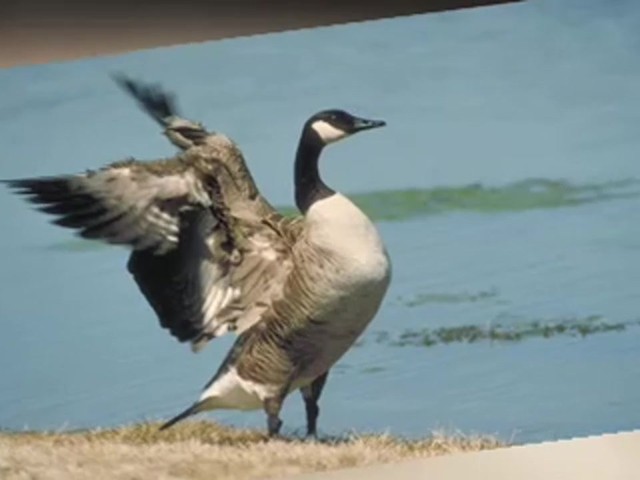 Knight and Hale&reg; Goose Calling Kit - image 5 from the video