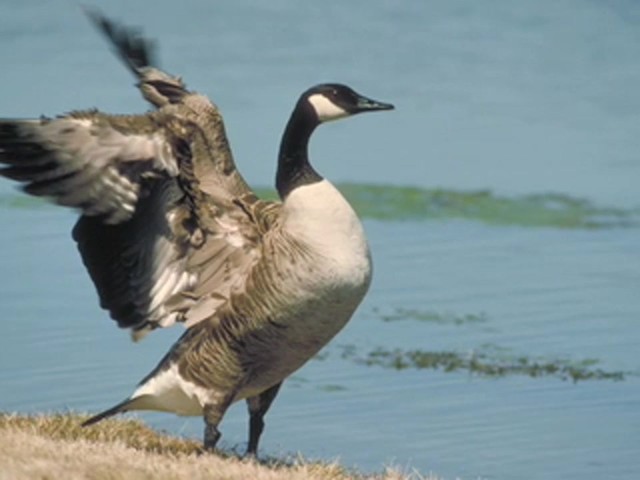 Knight and Hale&reg; Goose Calling Kit - image 6 from the video