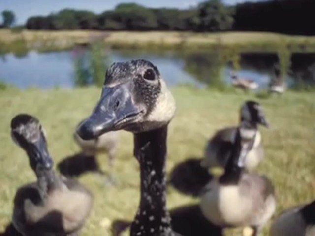 Knight and Hale&reg; Pit Boss Goose Clucker Calling Kit - image 7 from the video