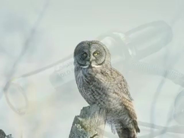 Lohman&reg; Gold Series&#153; Owl Call  - image 6 from the video