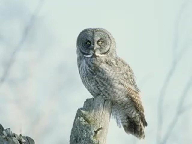 Lohman&reg; Gold Series&#153; Owl Call  - image 8 from the video