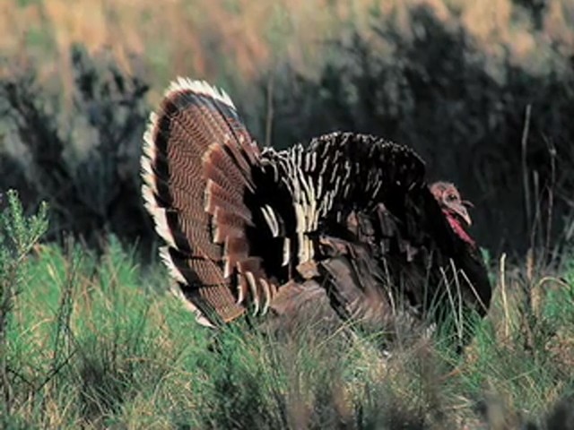 Lohman&reg; Mr. Big Tom Turkey Gunmount Push Button Yelper - image 6 from the video