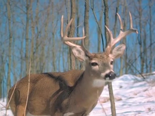 Lohman&reg;'s Grunt Deer Call - image 8 from the video