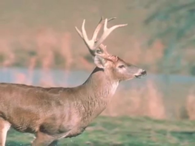 The Grunt - Snort - Wheeze&reg; Deer Call - image 8 from the video