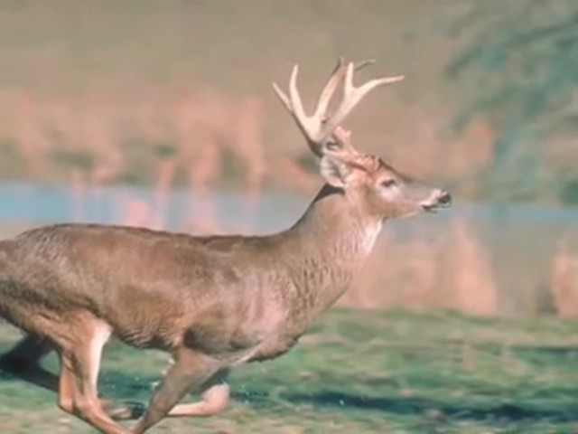 The Grunt - Snort - Wheeze&reg; Deer Call - image 9 from the video