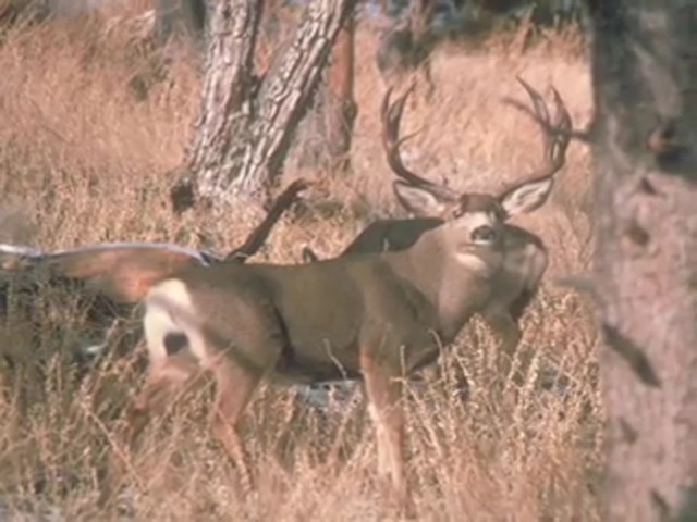 Lohman&reg; Gold Series Triple Grunt Deer Call  - image 8 from the video