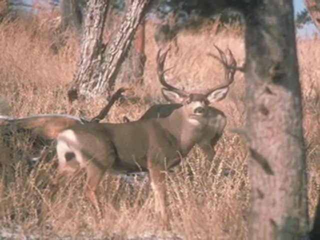 Lohman&reg; Gold Series Triple Grunt Deer Call  - image 9 from the video