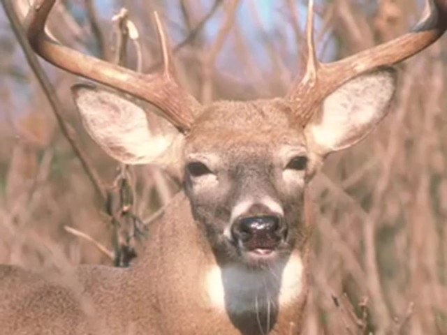 Knight & Hale&reg; EZ-Grunt-er Plus Deer Call  - image 6 from the video