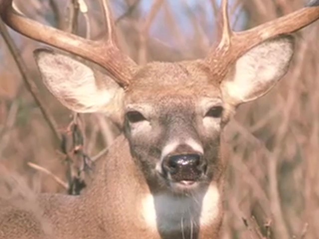 Knight & Hale&reg; EZ-Grunt-er Plus Deer Call  - image 7 from the video