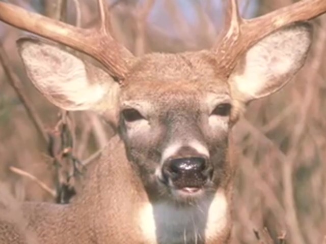 Knight & Hale&reg; EZ-Grunt-er Plus Deer Call  - image 8 from the video