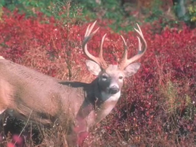 Knight & Hale&reg; EZ-Grunt-er Deer Call  - image 6 from the video