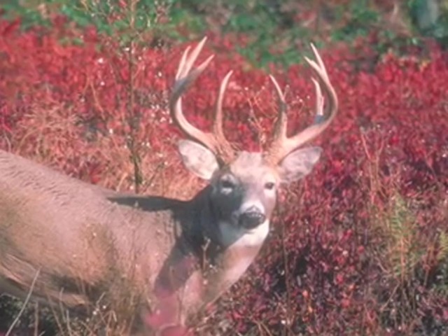 Knight & Hale&reg; EZ-Grunt-er Deer Call  - image 7 from the video