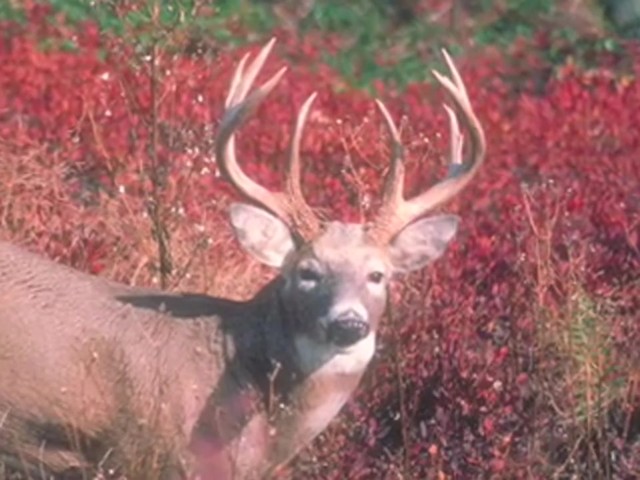 Knight & Hale&reg; EZ-Grunt-er Deer Call  - image 8 from the video