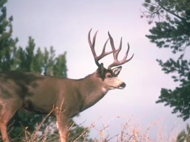 Knight & Hale&reg; EZ-Grunt-er Adjustable Deer Call  - image 6 from the video