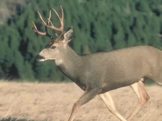 Knight & Hale&reg; Ruttin' Buck Mini Grunter Deer Call  - image 6 from the video