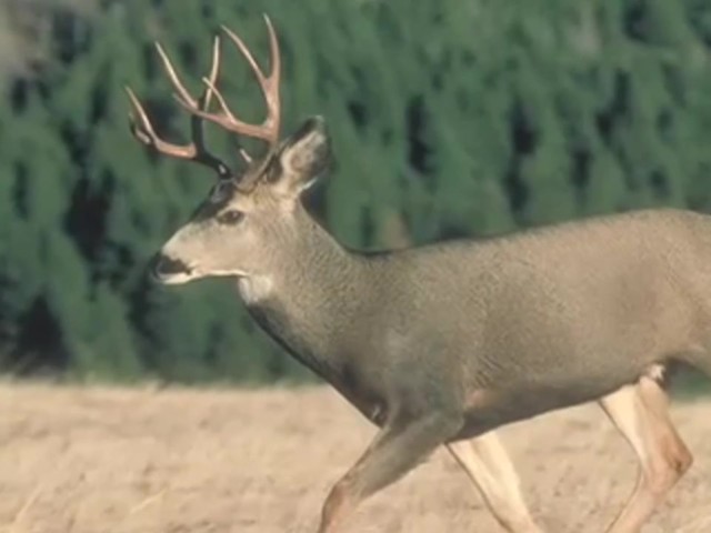 Knight & Hale&reg; Ruttin' Buck Mini Grunter Deer Call  - image 7 from the video