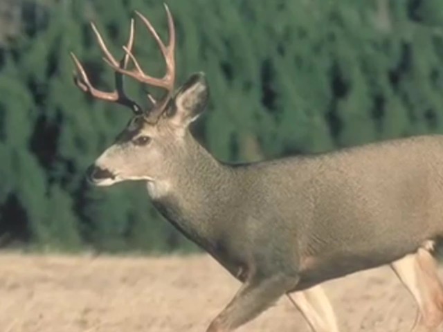 Knight & Hale&reg; Ruttin' Buck Mini Grunter Deer Call  - image 8 from the video