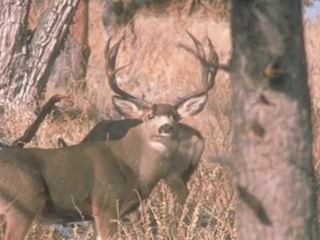 Knight & Hale&reg; Magnum Grunter Deer Call  - image 7 from the video