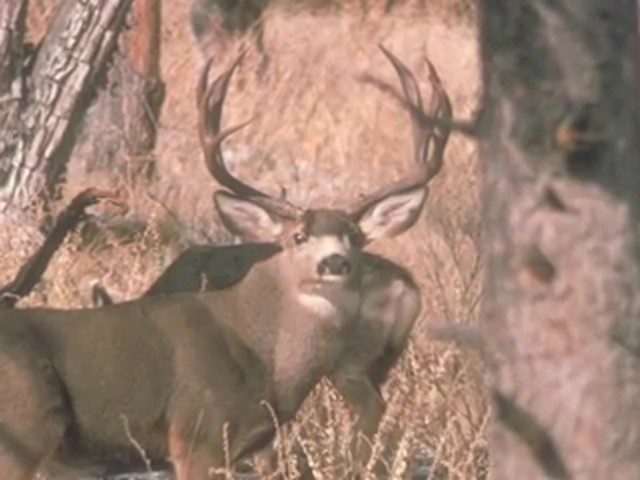 Knight & Hale&reg; Magnum Grunter Deer Call  - image 8 from the video