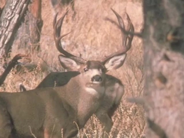 Knight & Hale&reg; Magnum Grunter Deer Call  - image 9 from the video