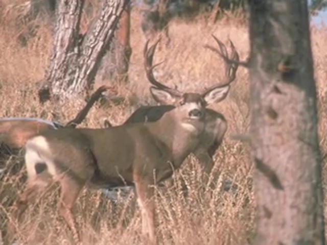 Hunter's Specialties&reg; BucGrunter Deer Call  - image 7 from the video
