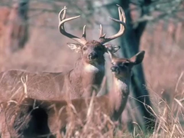 Hunter's Specialties&reg; True Talker Deer Call  - image 6 from the video