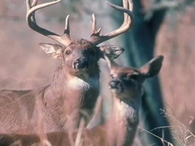 Hunter's Specialties&reg; True Talker Deer Call  - image 9 from the video