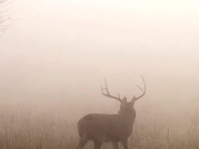 Lohman&reg; Dynamite Rattler Deer Call - image 7 from the video