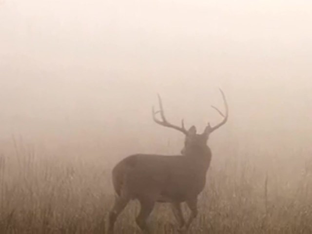Lohman&reg; Dynamite Rattler Deer Call - image 8 from the video