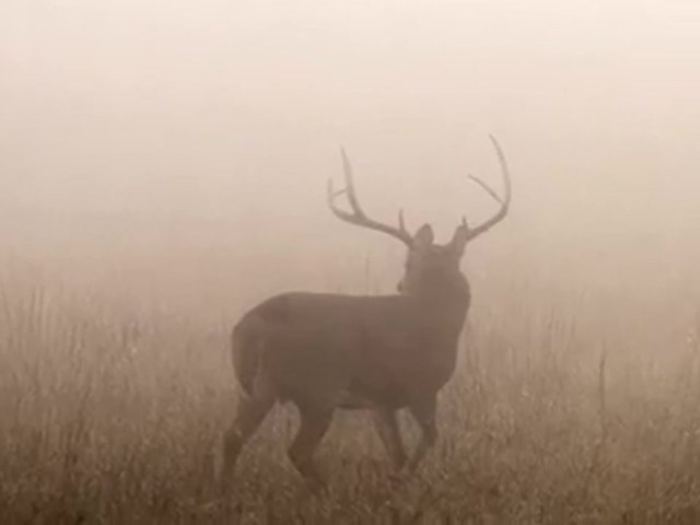 Lohman&reg; Dynamite Rattler Deer Call - image 9 from the video