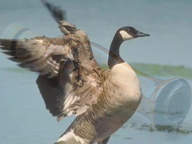 Lohman&reg; Canada Honker Call  - image 6 from the video