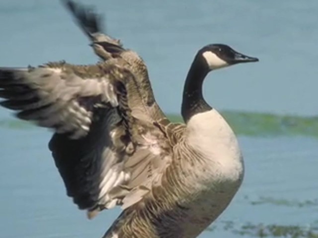 Lohman&reg; Canada Honker Call  - image 7 from the video