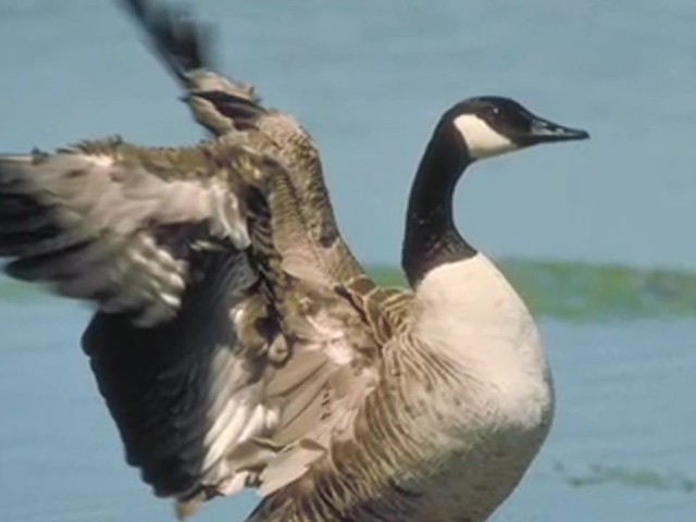 Lohman&reg; Canada Honker Call  - image 8 from the video