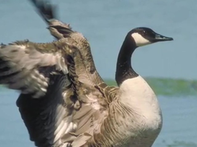Lohman&reg; Canada Honker Call  - image 9 from the video