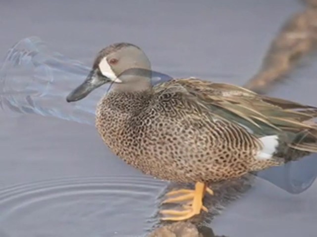 Mick Lacy&reg; Teal Duck Call  - image 5 from the video