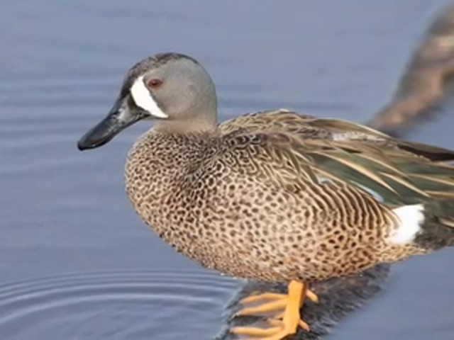 Mick Lacy&reg; Teal Duck Call  - image 6 from the video