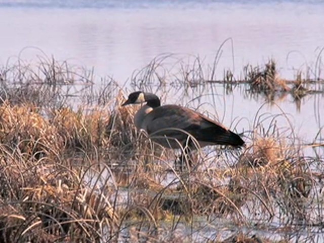 Hunter's Specialties&reg; Goose Guide Series Call - image 6 from the video