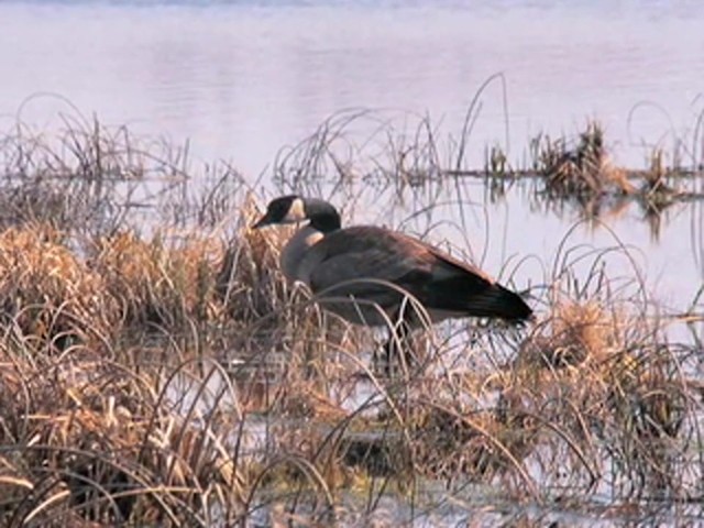 Hunter's Specialties&reg; Goose Guide Series Call - image 7 from the video