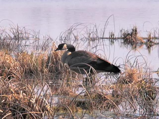 Hunter's Specialties&reg; Goose Guide Series Call - image 8 from the video