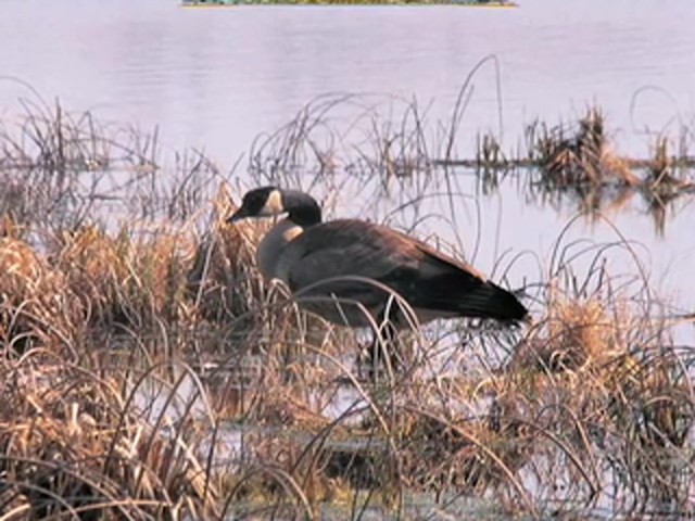 Hunter's Specialties&reg; Goose Guide Series Call - image 9 from the video