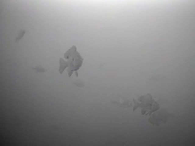 Guide Gear&reg; Underwater Camera - image 10 from the video