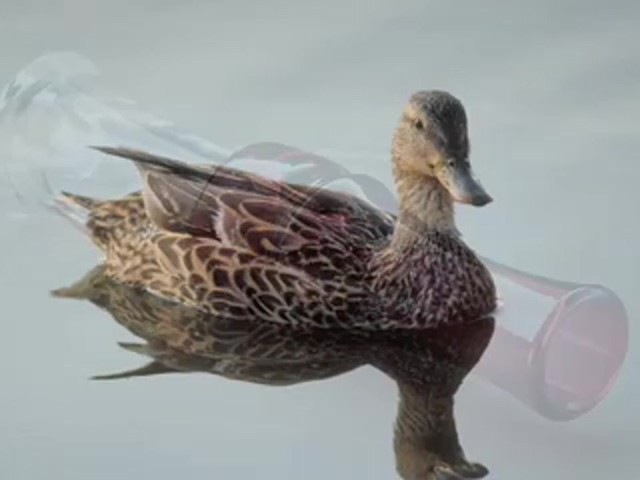 Mick Lacy&reg; Dynamic Duo Double Reed Duck Call Burgundy - image 5 from the video