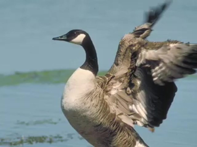 Knight and Hale&reg; Magnum Clucker Canada Goose Call - image 6 from the video