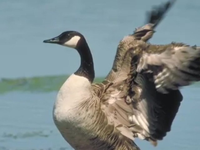 Knight and Hale&reg; Magnum Clucker Canada Goose Call - image 7 from the video