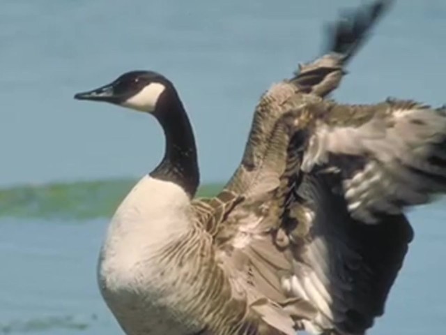 Knight and Hale&reg; Magnum Clucker Canada Goose Call - image 8 from the video