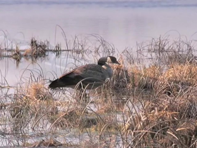 Knight and Hale&reg; T - Lock Single Reed &quot;Long Honker&quot; Goose Flute - image 5 from the video