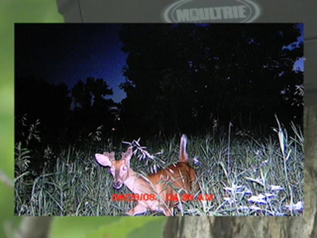 Moultrie&reg; Game Spy&#153; D - 40 Digital Flash Trail Camera - image 2 from the video