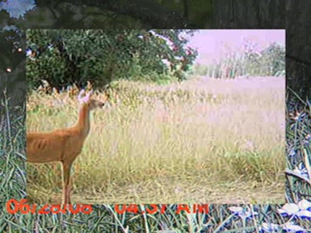 Moultrie&reg; Game Spy&#153; D - 40 Digital Flash Trail Camera - image 8 from the video